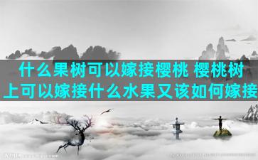 什么果树可以嫁接樱桃 樱桃树上可以嫁接什么水果又该如何嫁接